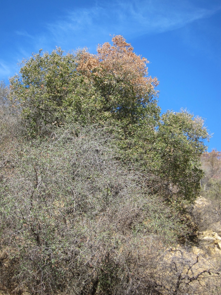 Stressed shrubs and dying oak