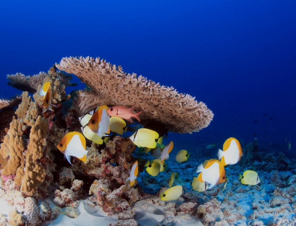 Coral reef off Pearl and Hermes Atoll Coral reef off Pearl and Hermes Atoll