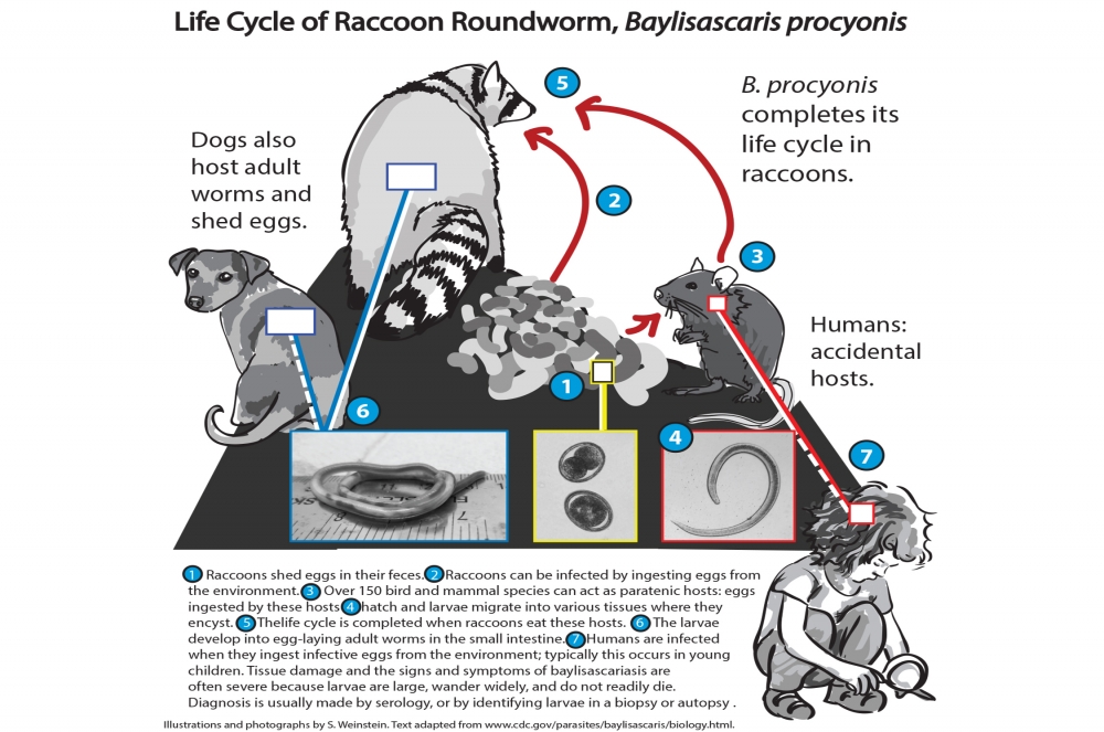 raccoon roundworm lifecycle
