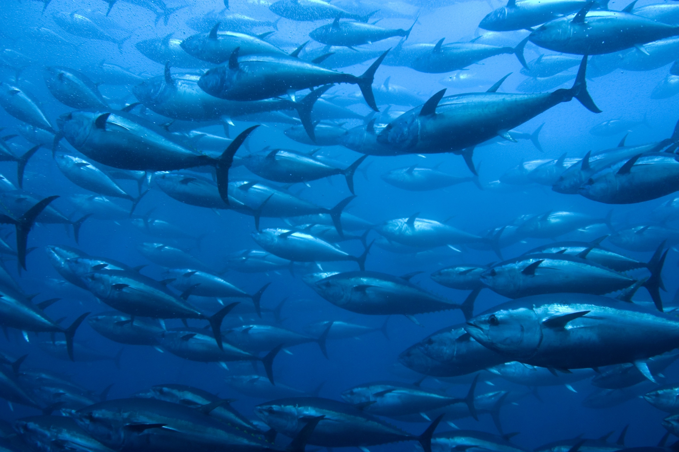 school of bluefin tuna