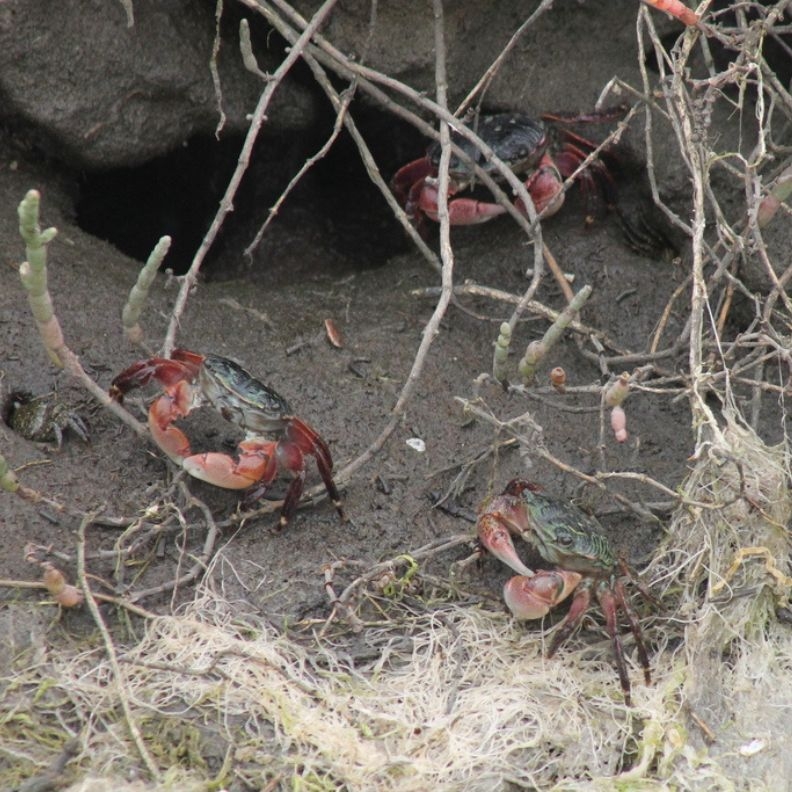 Three lined shore crabs near a burrow in the Elkhorn Slough.