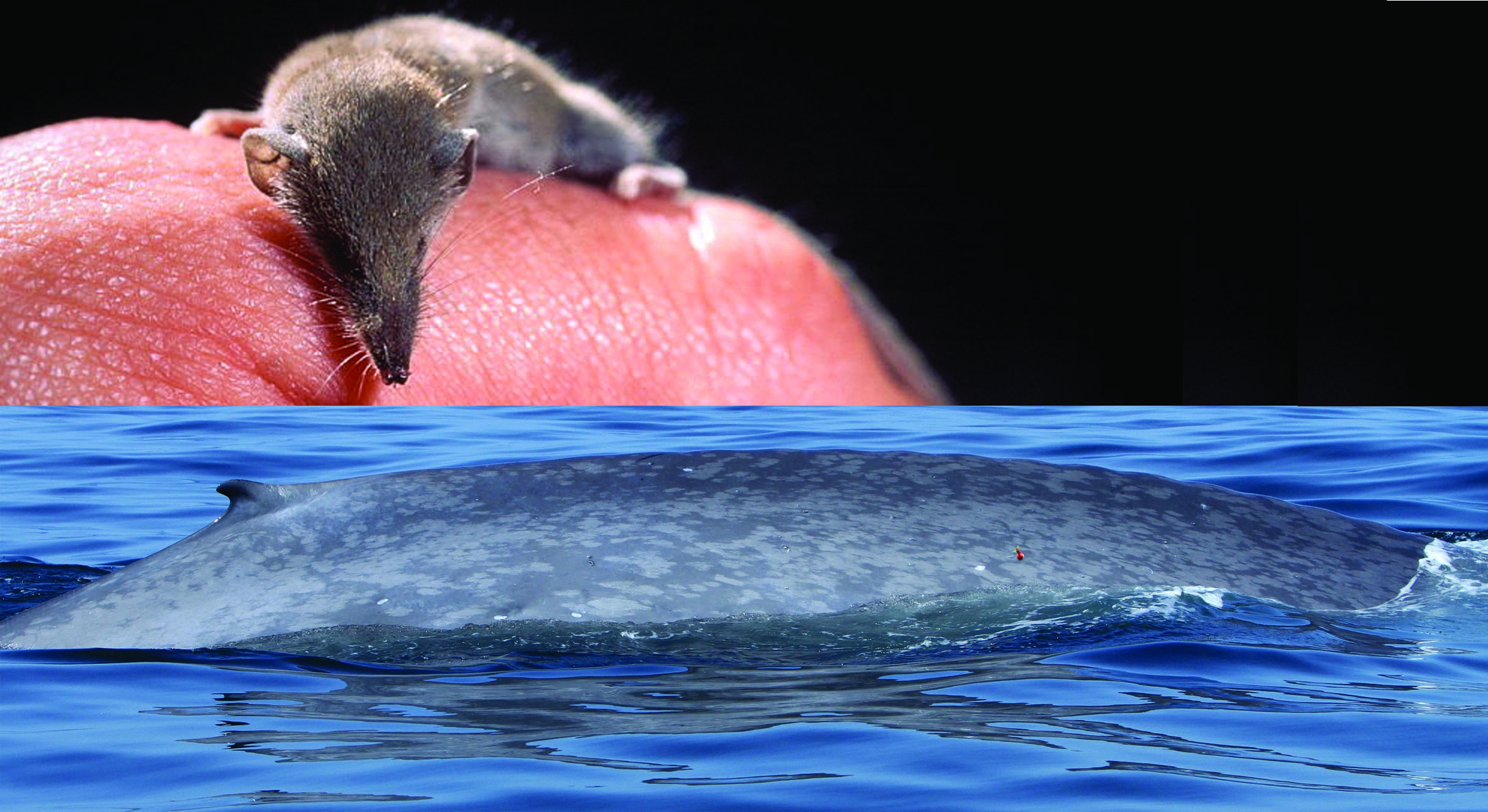 Two views: An Etruscan shrew and the breeching hide of a blue whale