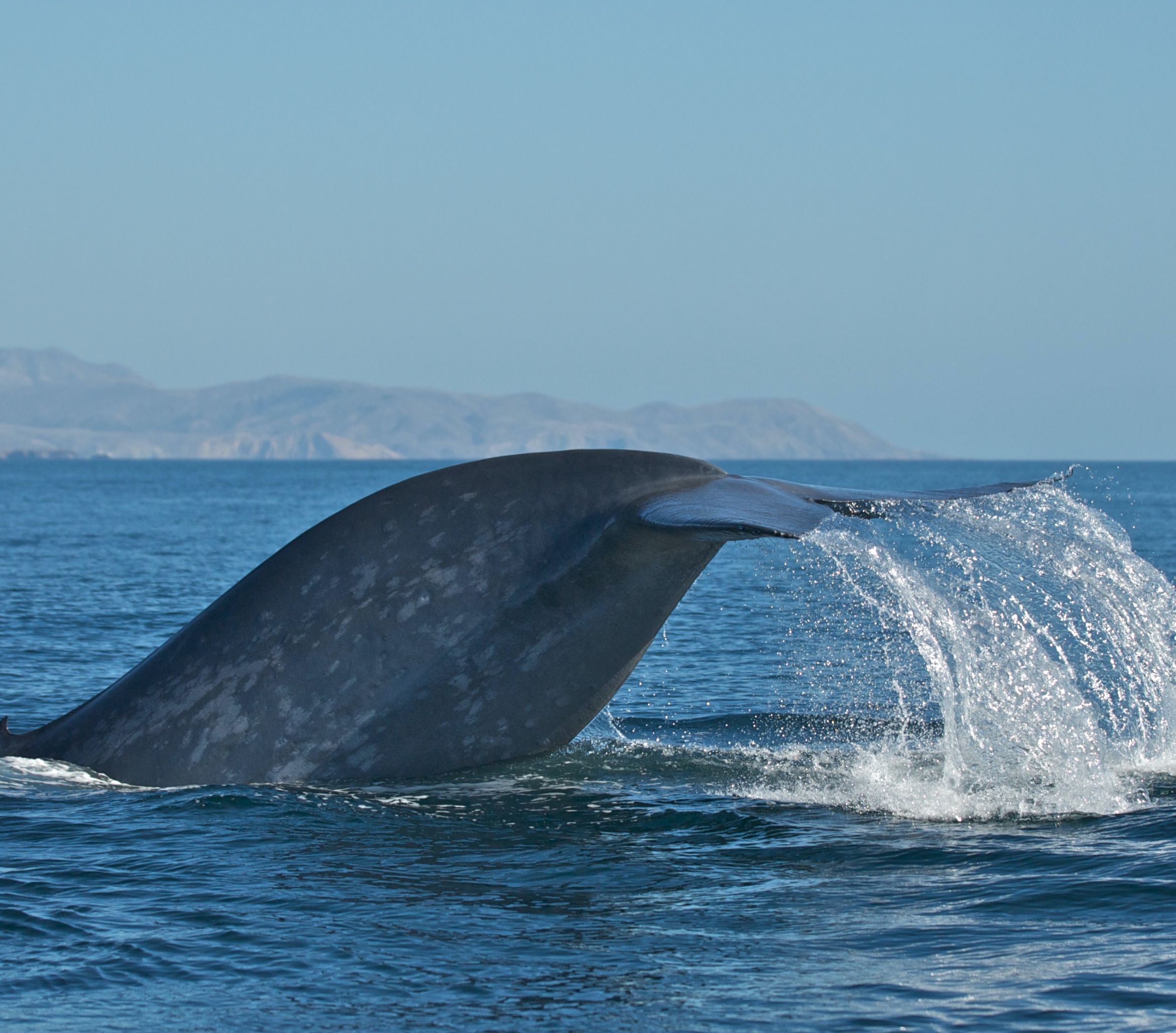 the fluke of a blue whale