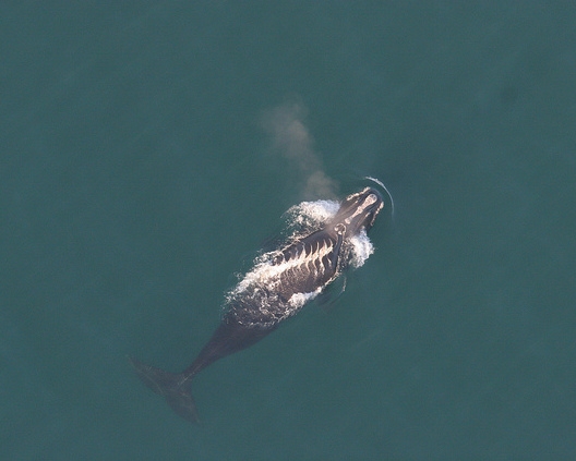 a North Atlantic right whale with propeller scars
