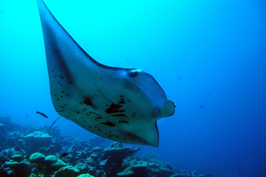 manta ray in ocean