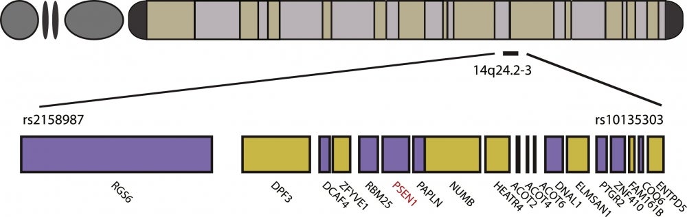 Minimal haplotype containing E280 A