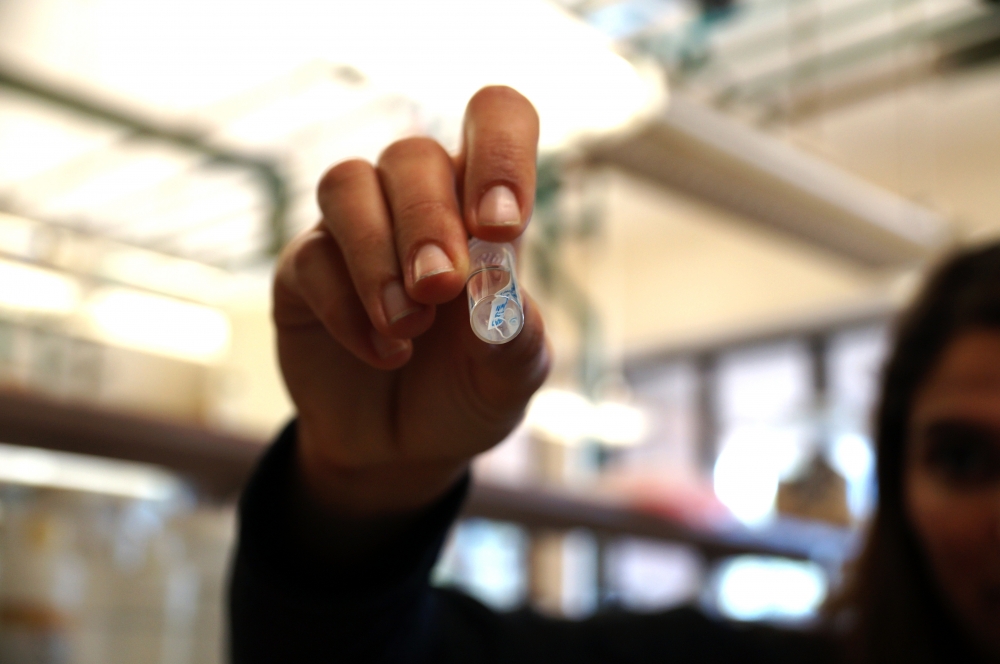 A vial containing a tiny white roundworm
