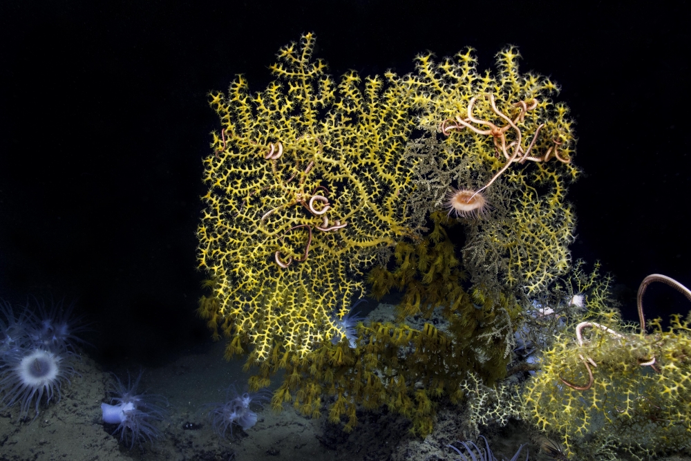 Coral and sea stars from ROV Hercules