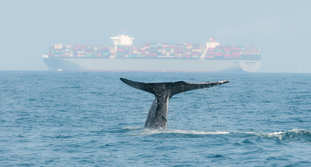 Blue whale near a cargo ship