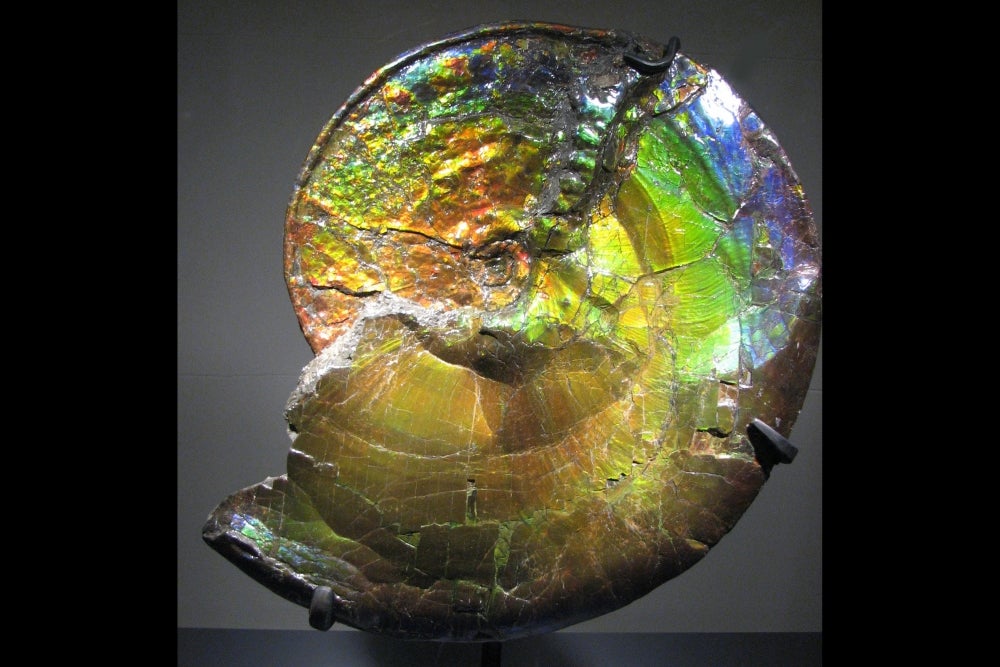 Unusual Building Blocks rainbow ammonite