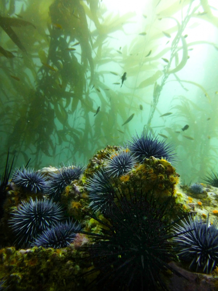 Purple sea urchin closeup