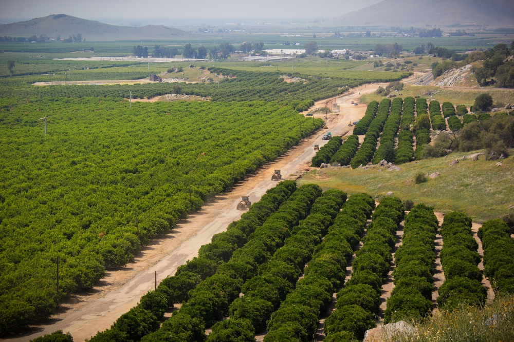 Orchards in Kern County