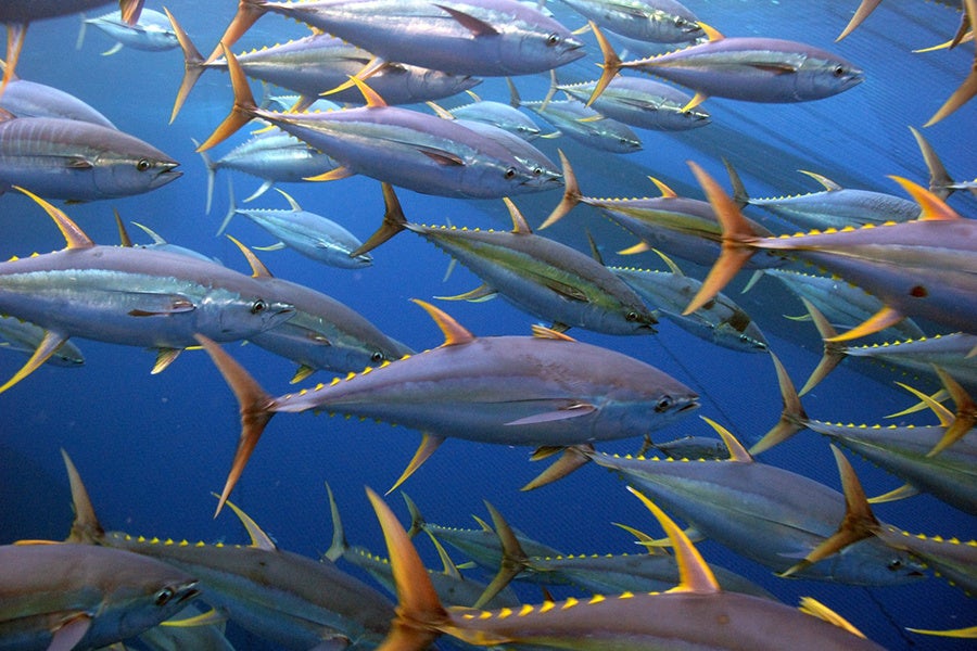 Yellowfin tuna Yellowfin tuna