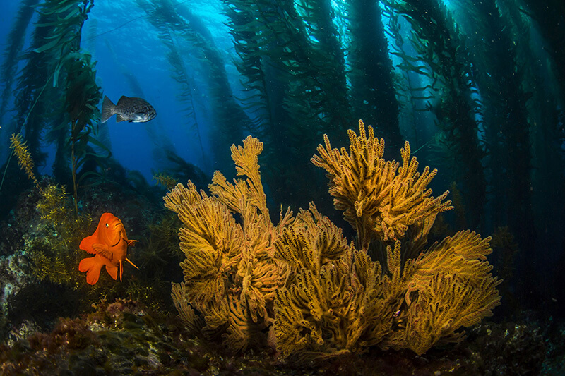 Garibaldi in kelp forest