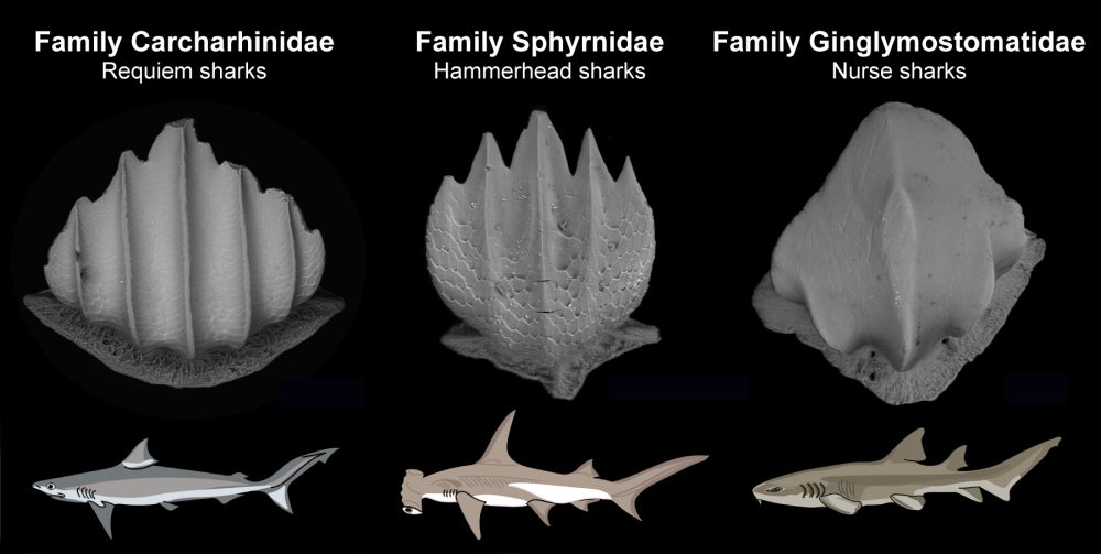 Three types of scales and the shark groups they correspond to