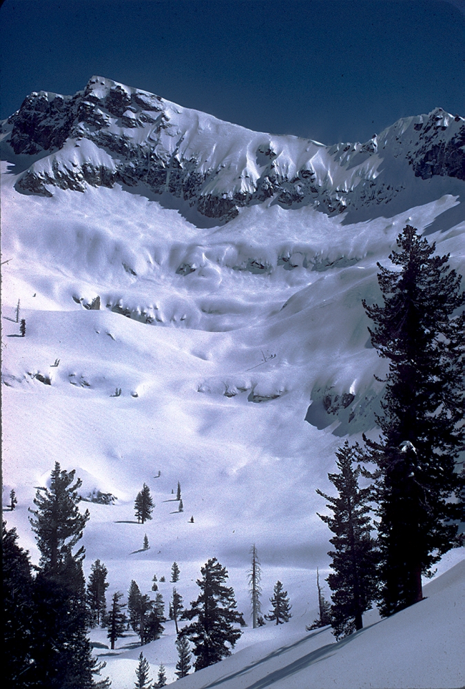 A snow-covered slope with conifers in the foreground.