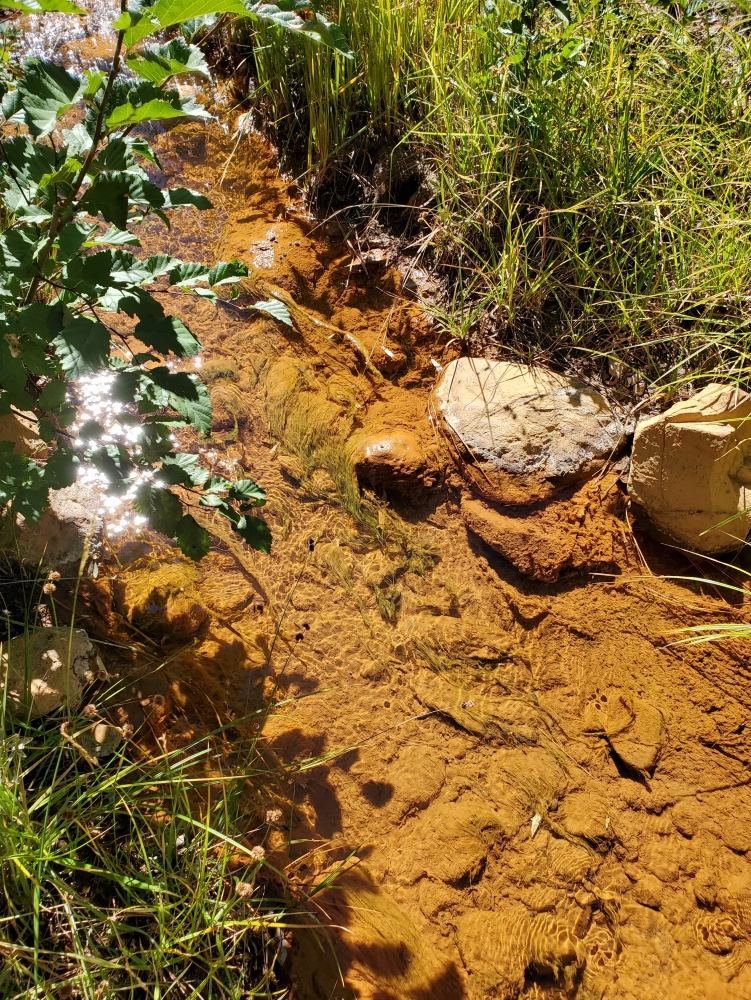 A creek bottom coated in brown iron oxide with plants growing on its banks