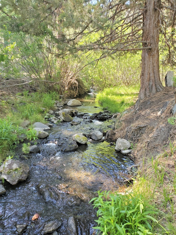 A clear stream flows amongst rocks and vegetation past a tree.