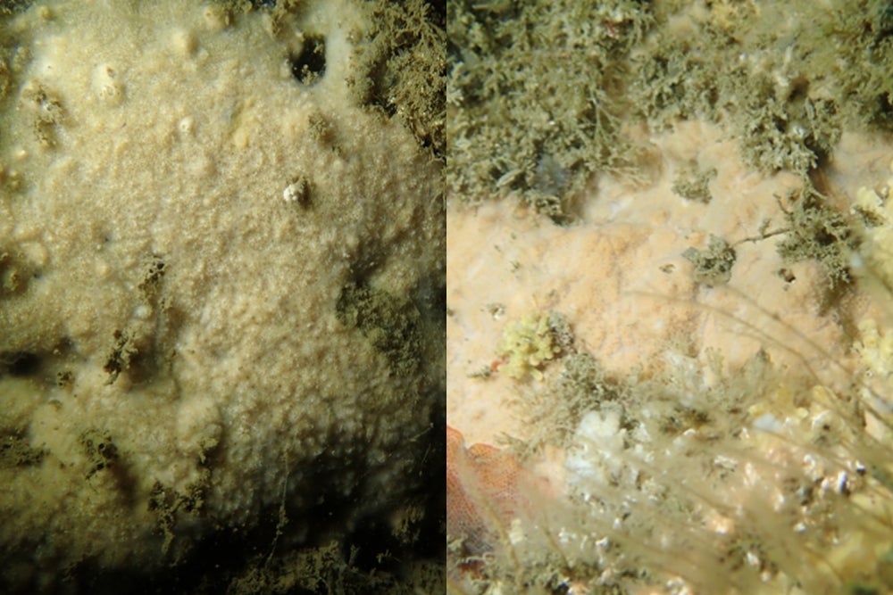 S. goletensis (left) and S. kuyamu (right)