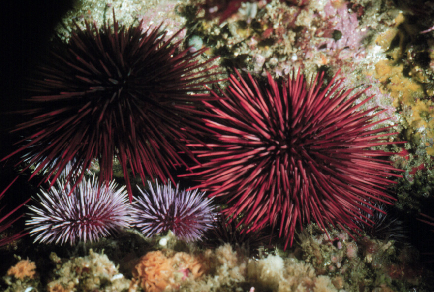 A pair of red sea urchins settled among several of their smaller relatives, the purple sea urchin