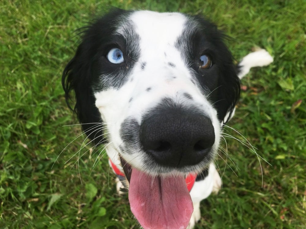 black and white dog with nose up to the camera