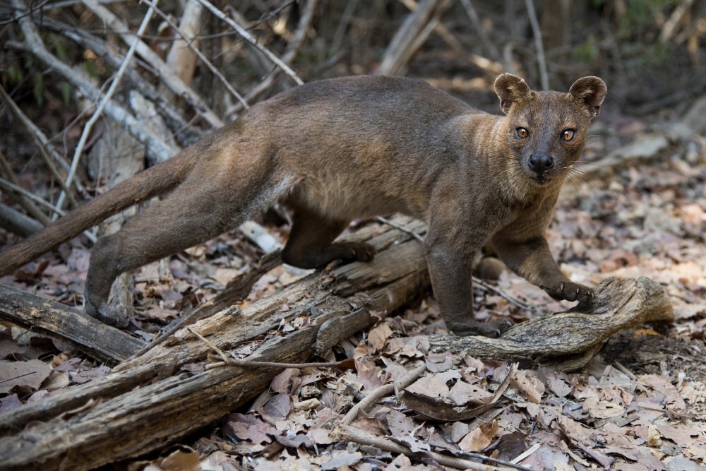 A fosa, Cryptoprocta ferox