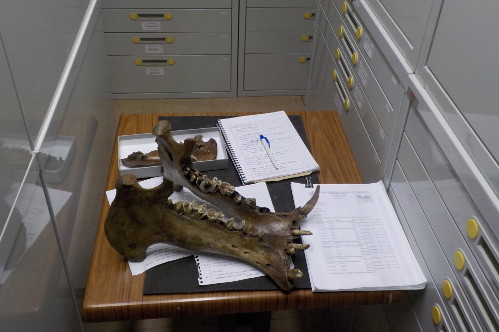 The jaw bone of a pygmy hippo in the collections of the National Museum of Natural History in Paris