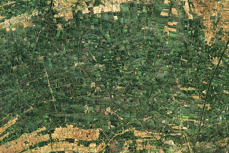 A satellite image of green aquaculture ponds in the Indian state of Andhra Pradesh