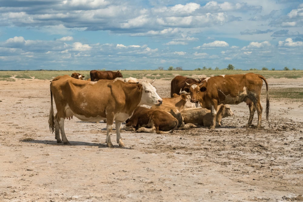 Modern red cows on the Russian steppe, onetime home of the Yamnaya Modern red cows on the Russian steppe, onetime home of the Yamnaya