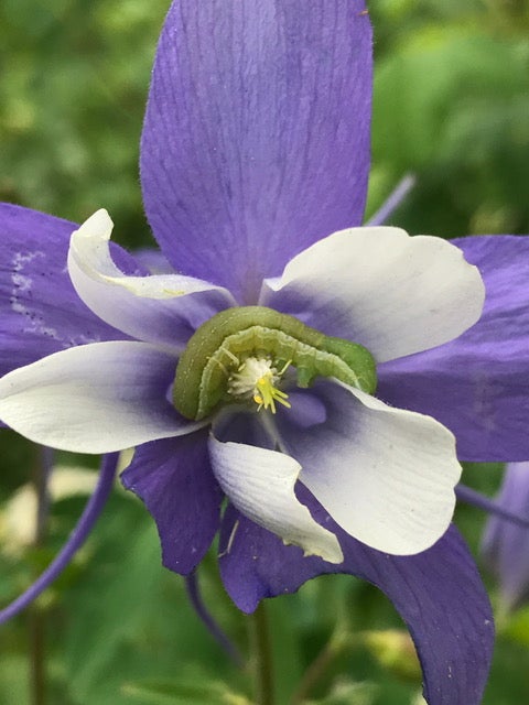A caterpillar chows down on a wild-type columbine