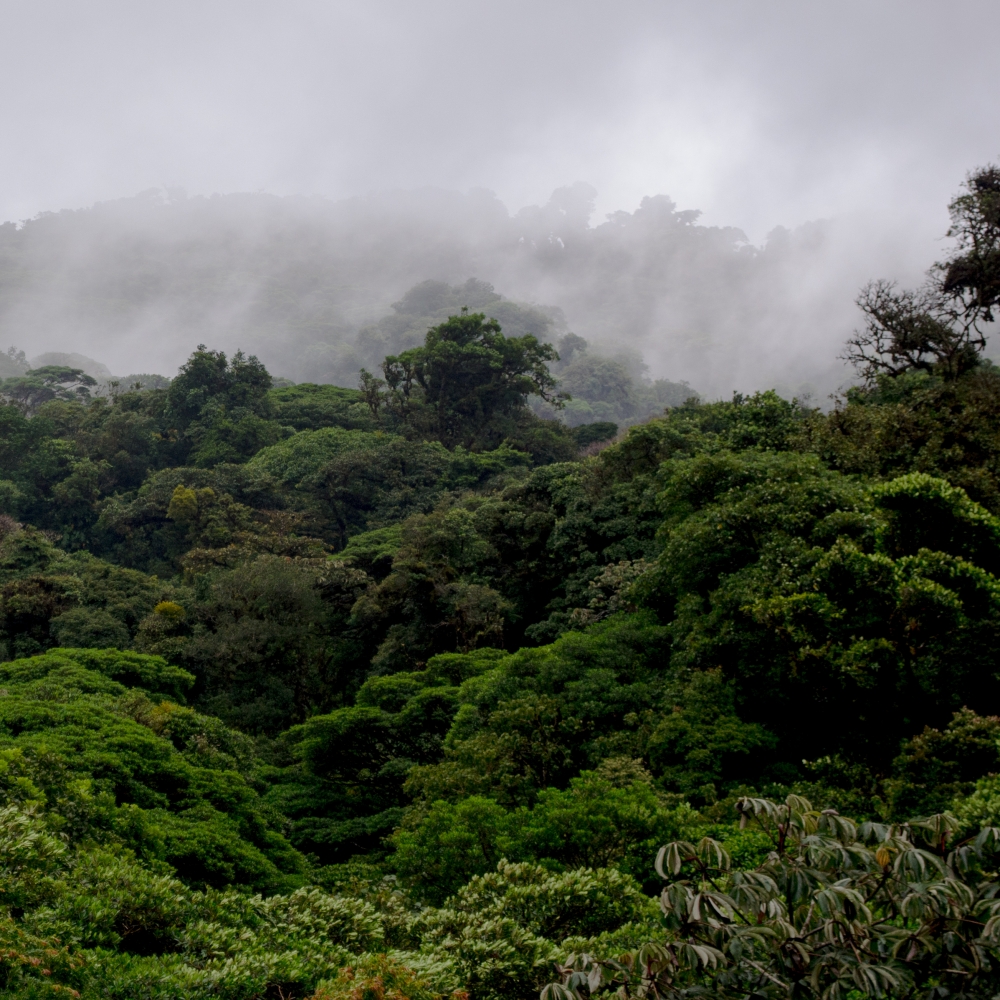 Costa Rican rainforest