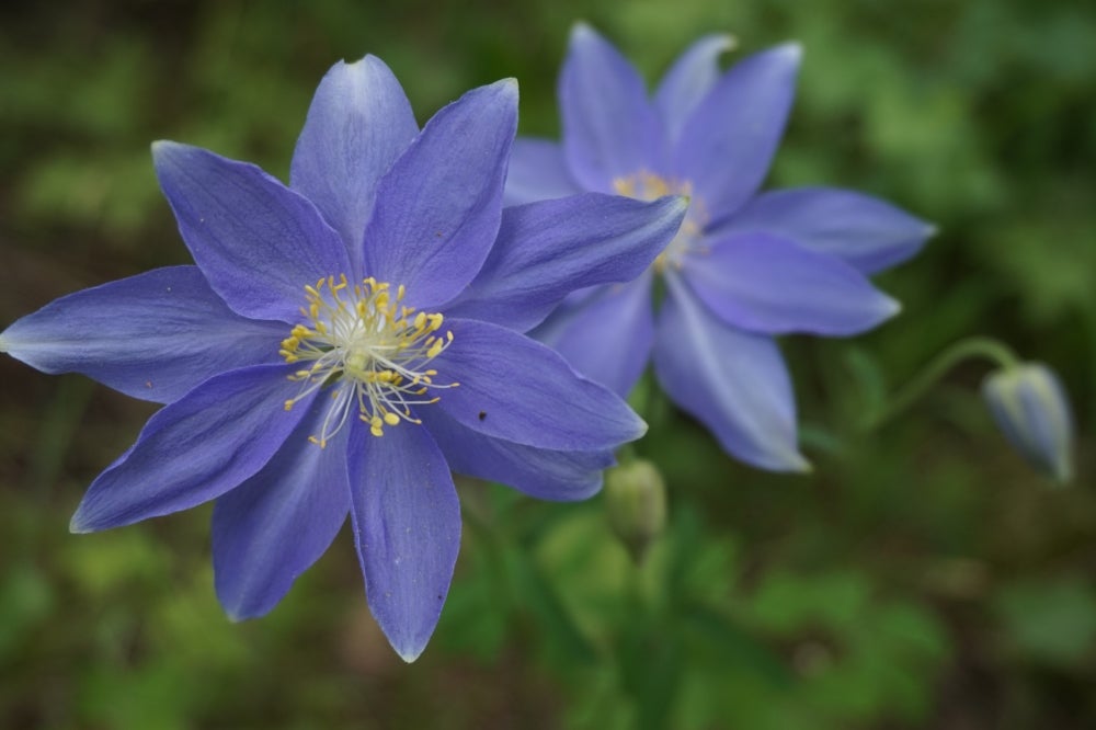 Mutant Colorado blue columbines in the wild