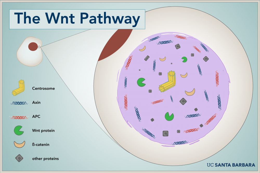 Wnt droplet diagram