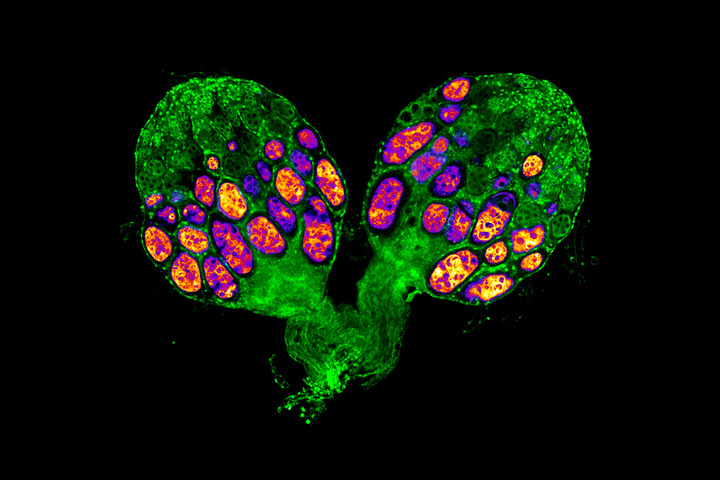 Ovary from a diapausing fruit fly showing arrested egg development