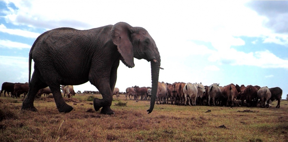 An elephant walks by a herd of cattle drinking from basins in Ol Pejeta Conservancy