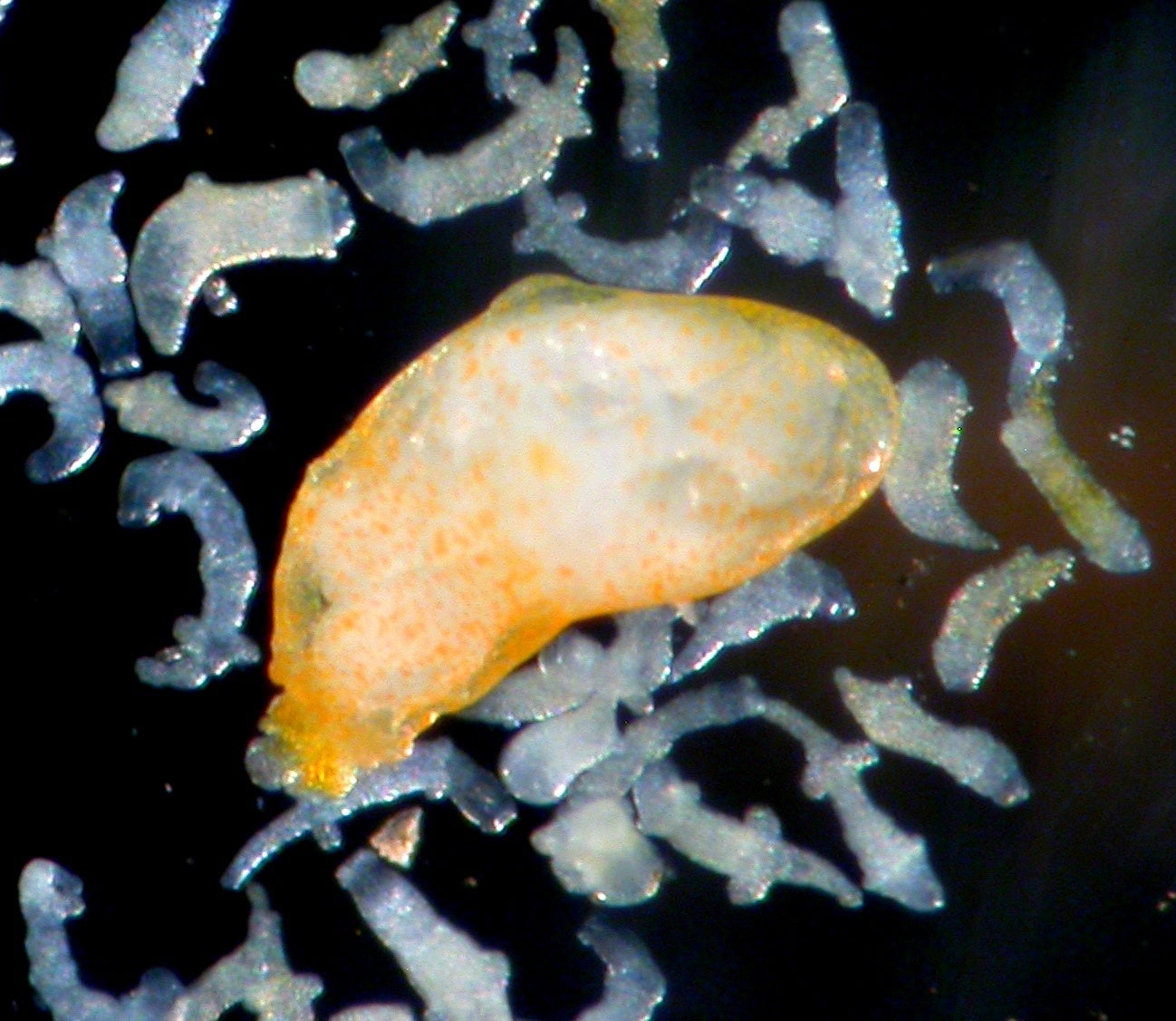 Parasitic warrior worms discovered in snails ucsb scientists see