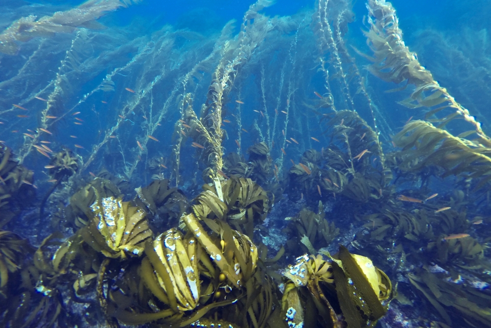 Sea Palms and Giant Kelp