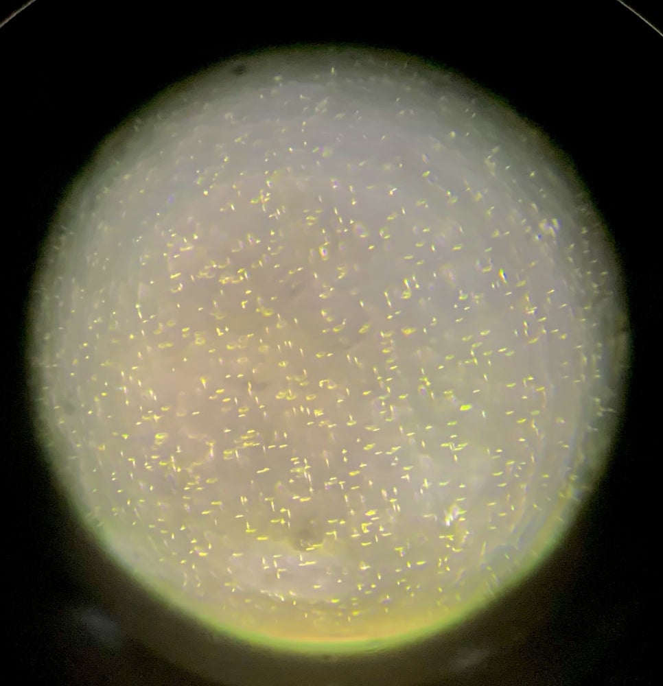 A culture of Ochromonas mixotrophs