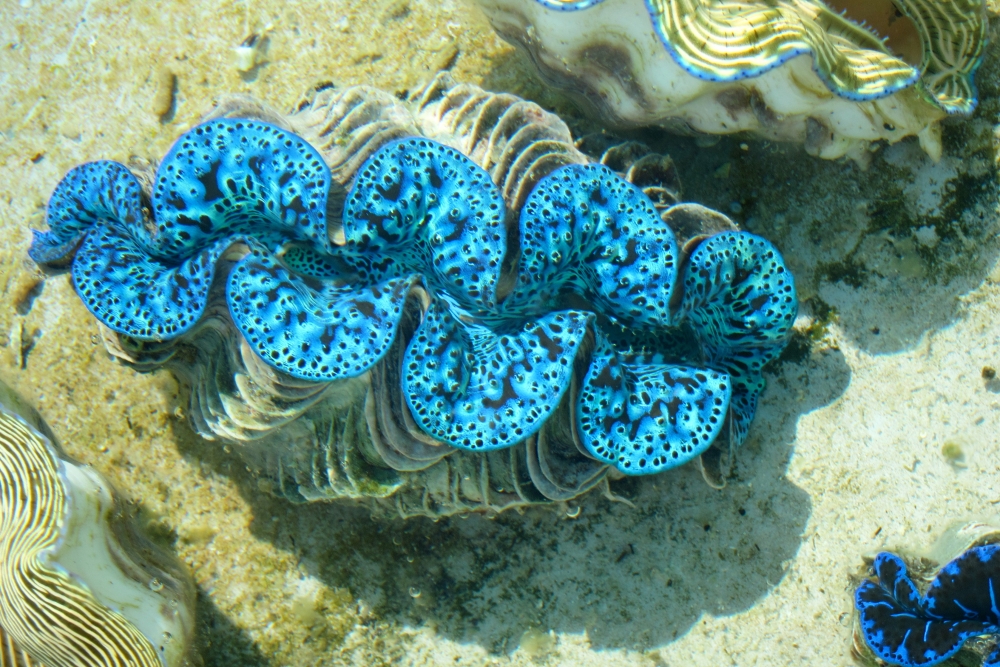 giant blue clam