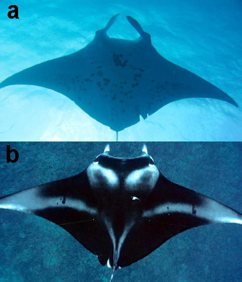 two types manta ray featured