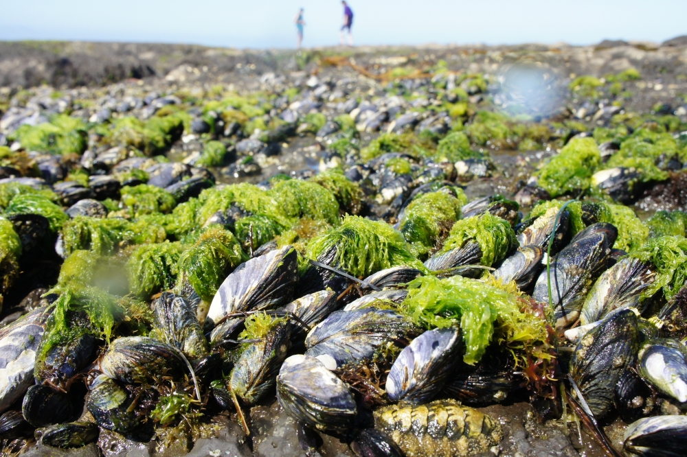 mussels in the rocky intertidal zone
