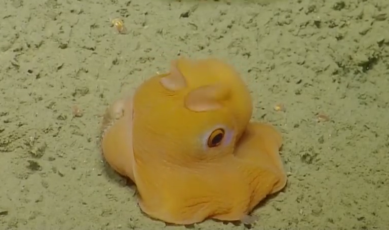 animals on the ocean floor