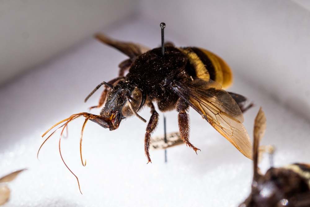 Extra close-up of a single mounted bee from California Academy of Sciences