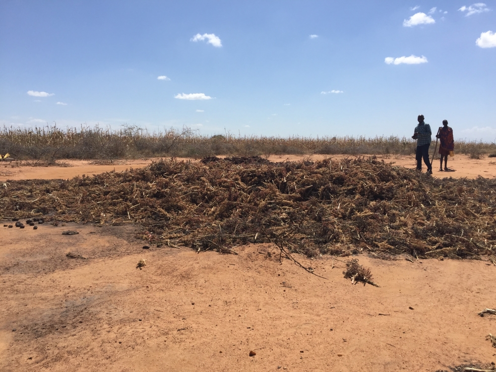Autumn sorghum harvests in the Karamoja region of Uganda