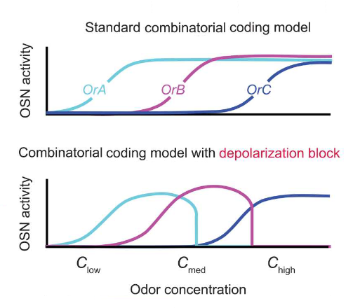 olfactory neurons graph