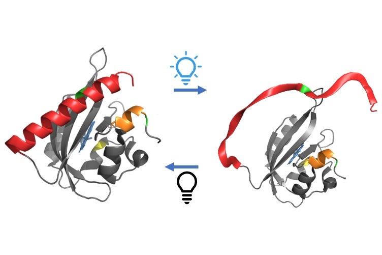 A diagram of AsLOV2 unfolding and refolding.