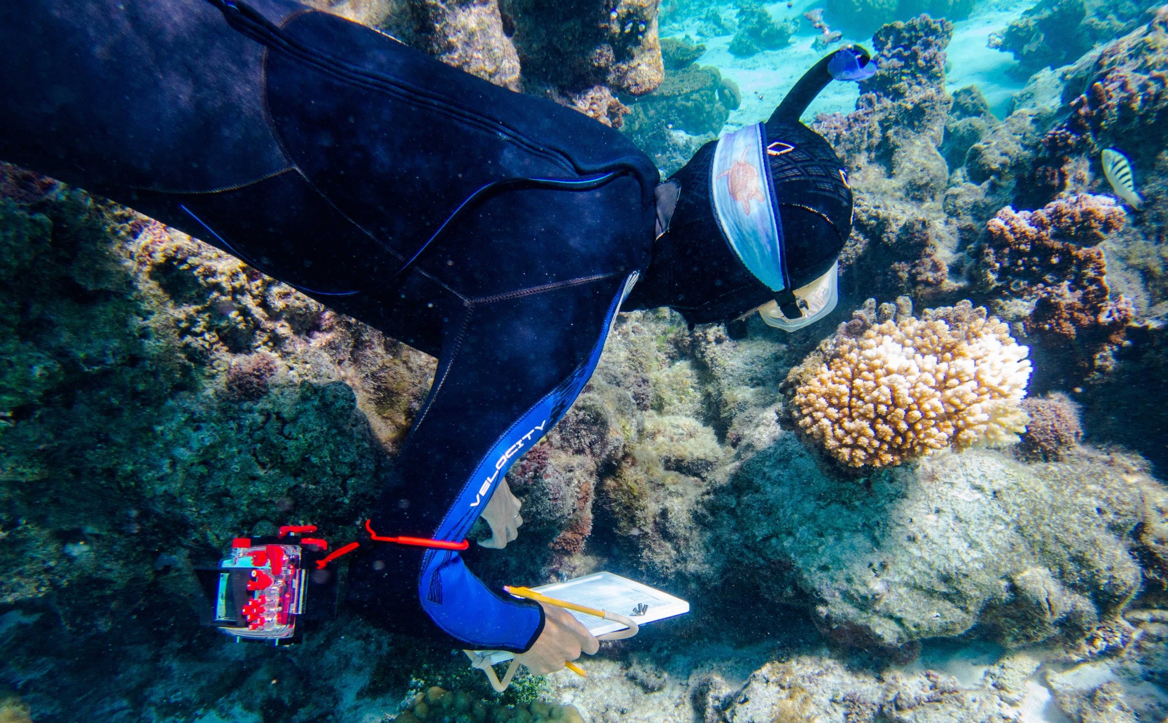 A snorkeler with camera and note pad investigates a nearly bleached coral.