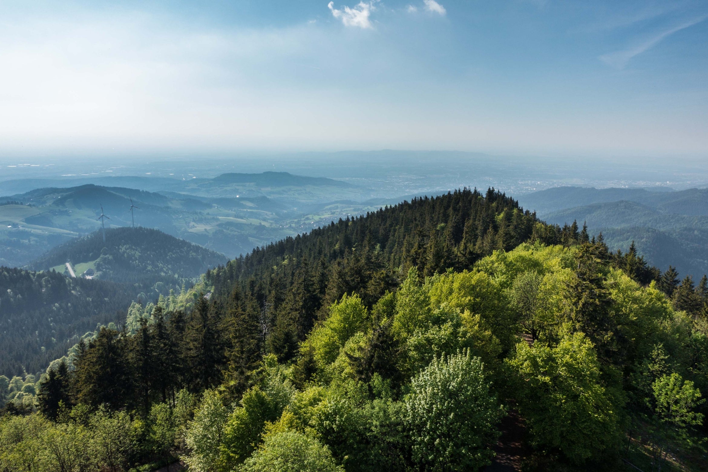 An aerial view of a forest