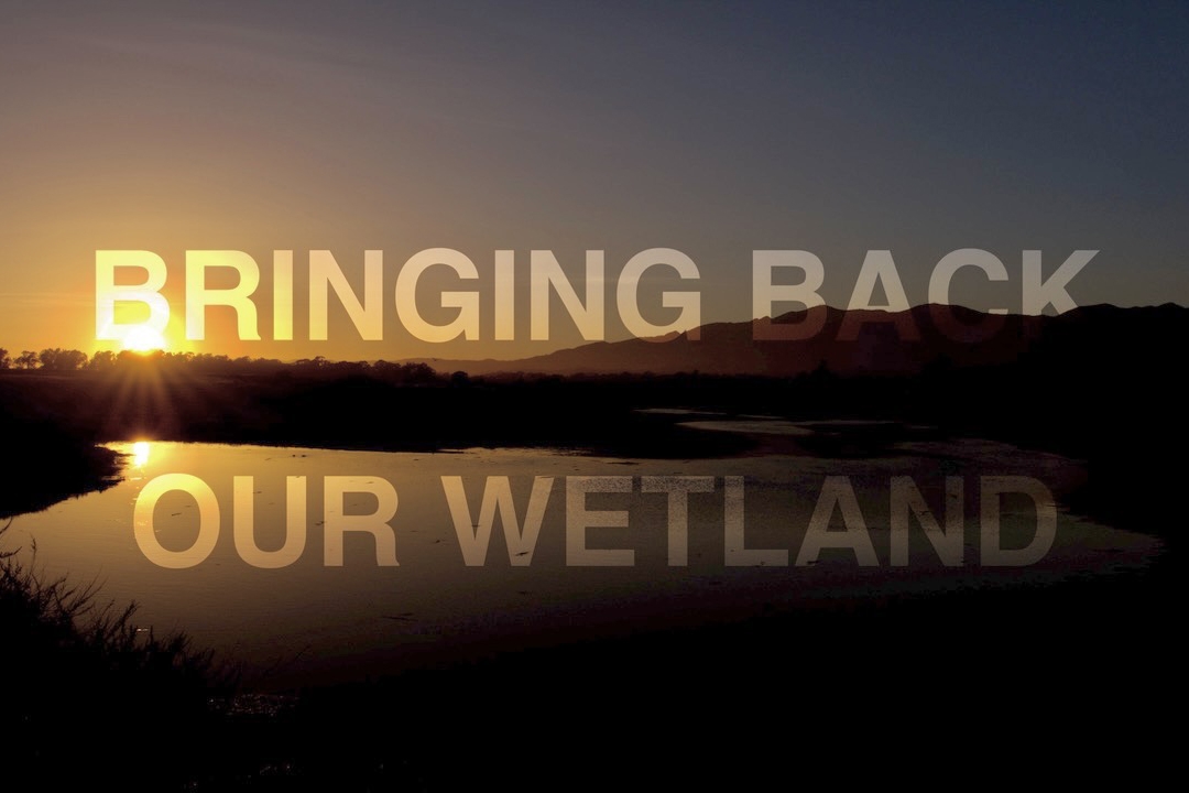 The words "BRINGING BACK OUT WETLAND" over the wetland