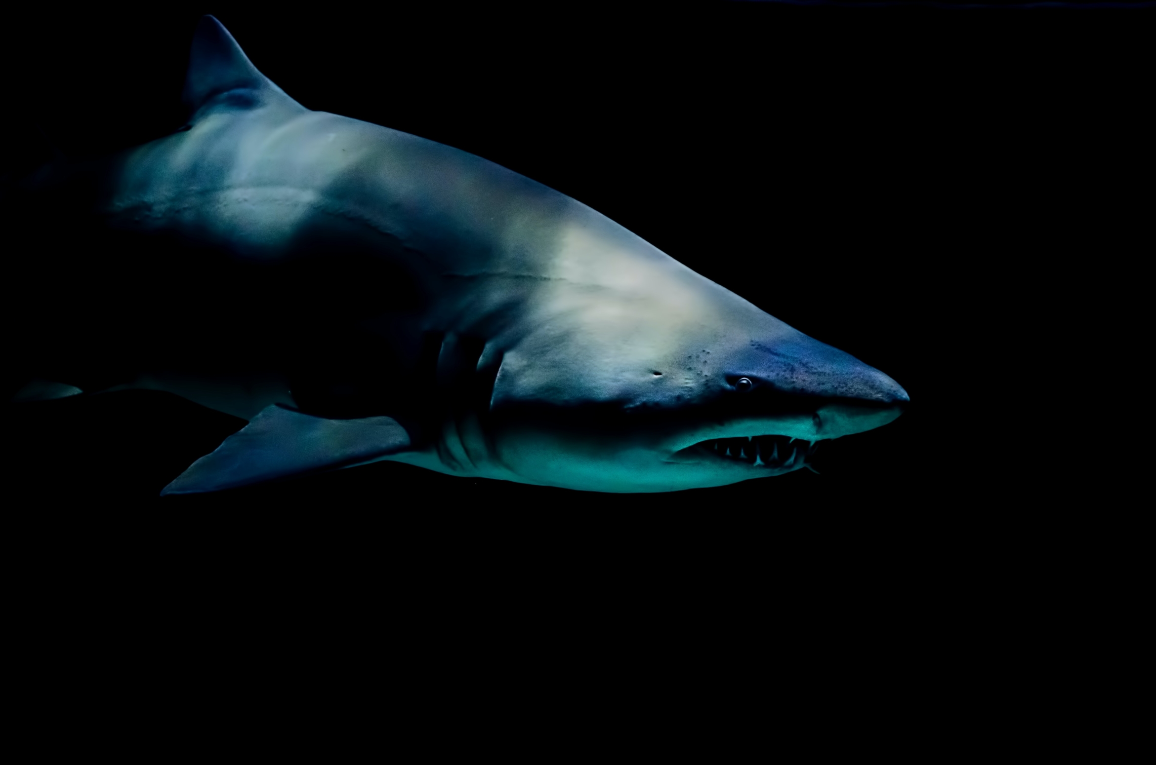 dimly lit shark with black background